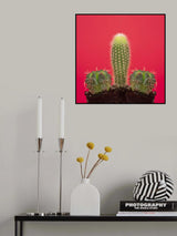 Pene Cactus Poster och Canvastavla