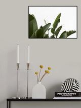 Travellers Palm Leaves Foliage Photo 04 Poster och Canvastavla