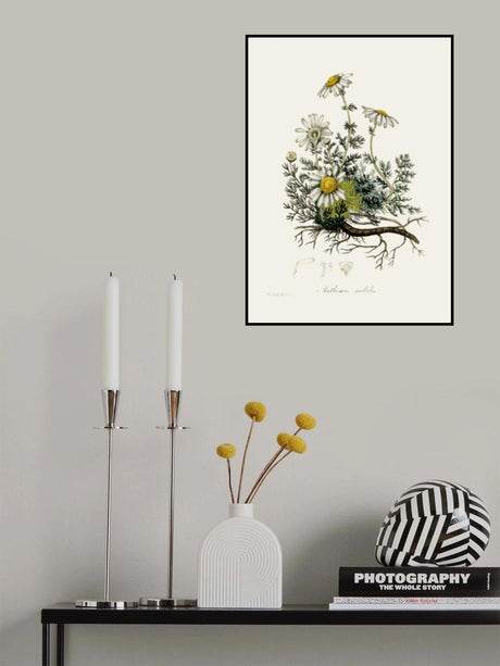 Chamomile (anthemis Nobilis) Medical Botany Poster och Canvastavla
