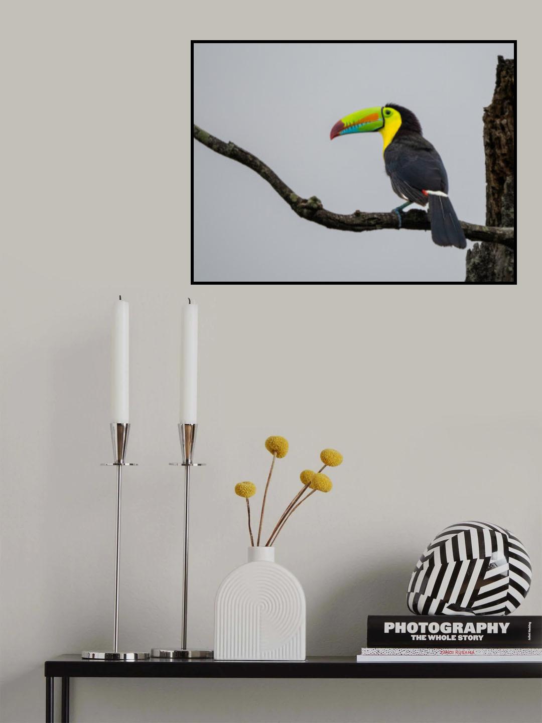 Keel-billed Toucan Poster och Canvastavla