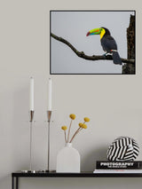Keel-billed Toucan Poster och Canvastavla