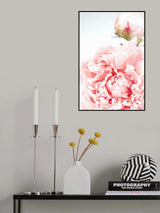 Blush peony IX Poster och Canvastavla