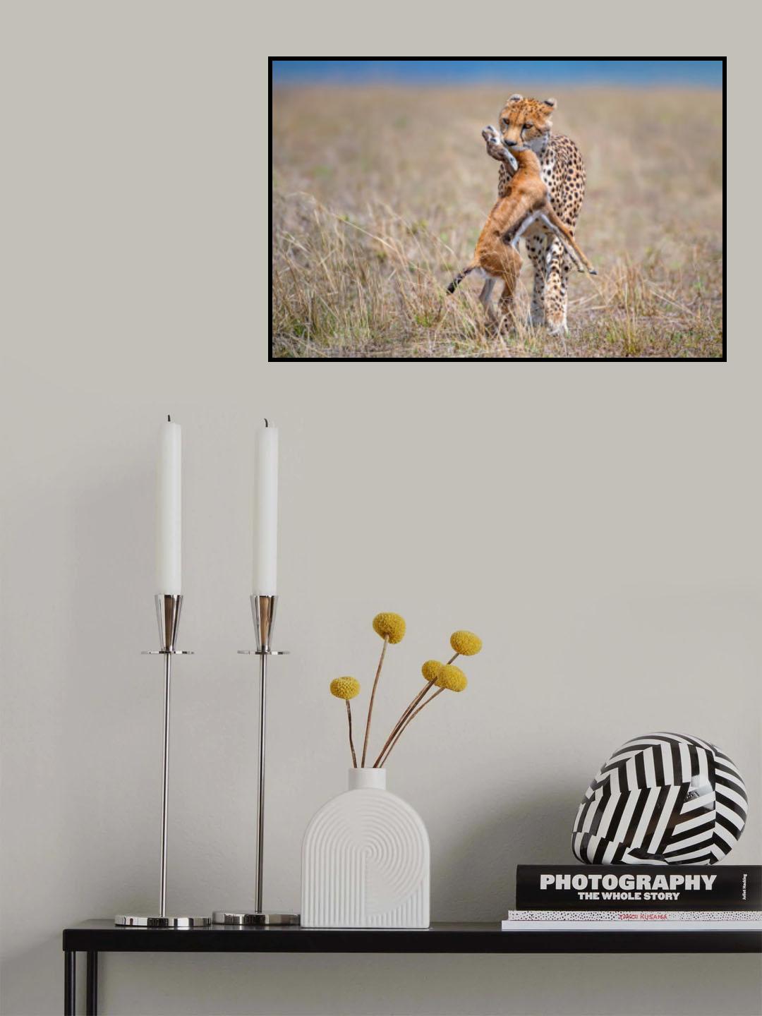 Cheetah with prey Poster och Canvastavla