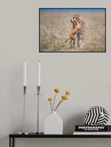 Cheetah with prey Poster och Canvastavla