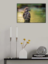 The Punk in the pond Poster och Canvastavla