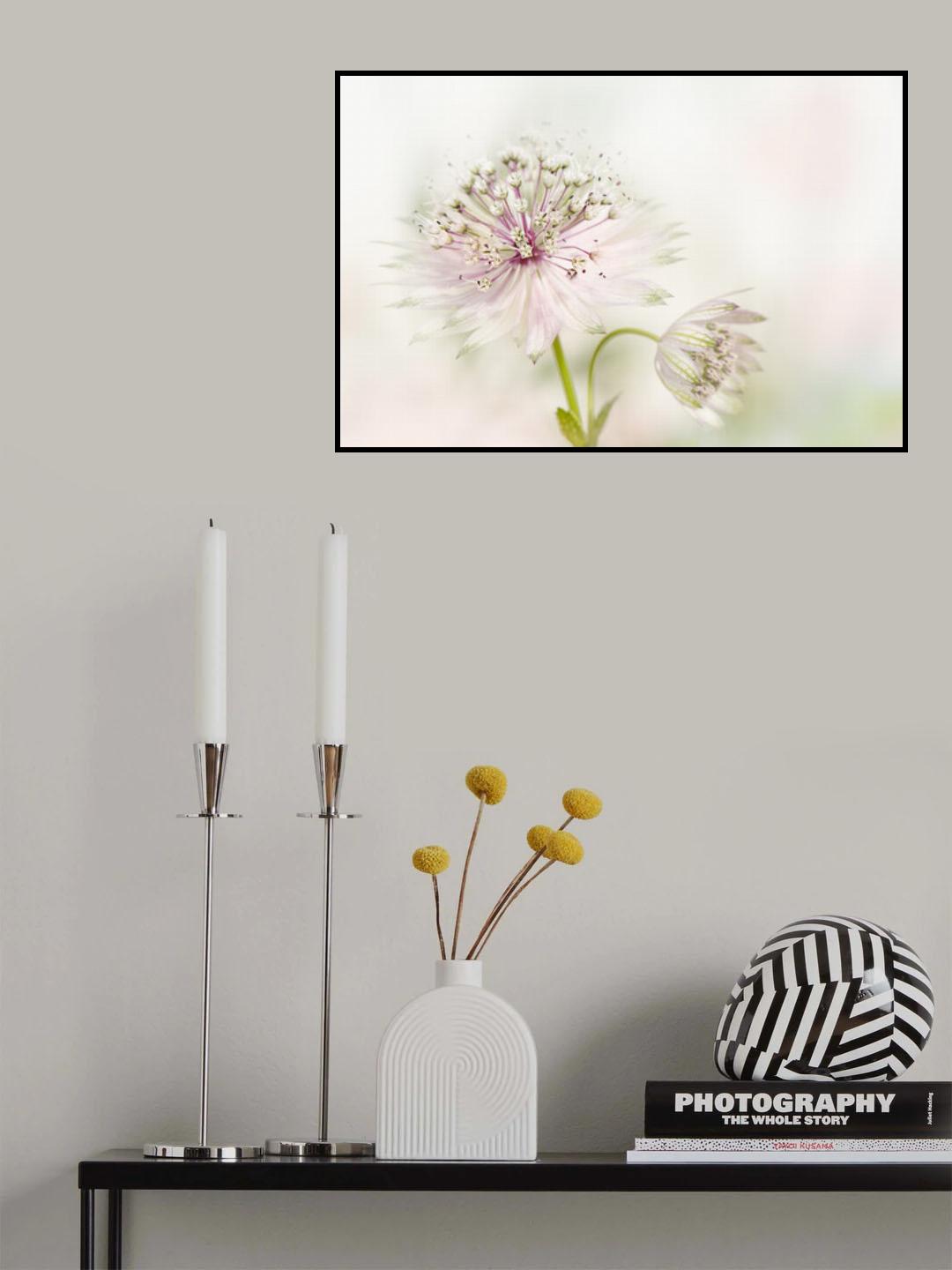 Astrantia Poster och Canvastavla