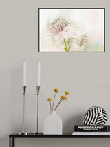Astrantia Poster och Canvastavla