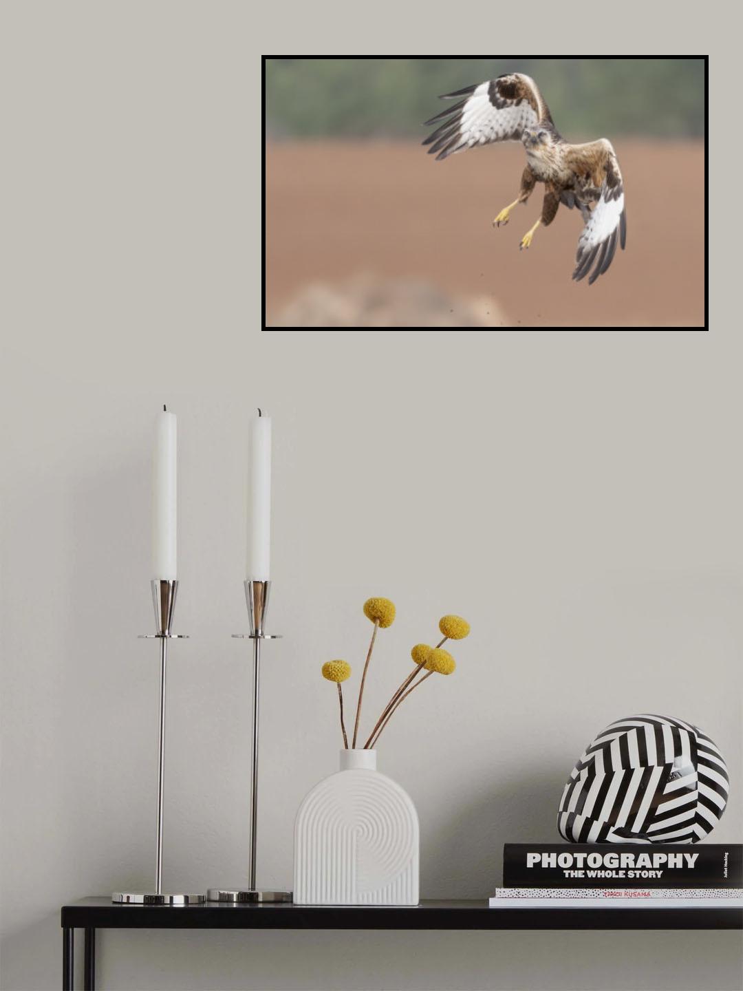 The Buzzard's flight Poster och Canvastavla