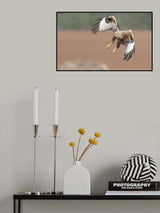 The Buzzard's flight Poster och Canvastavla