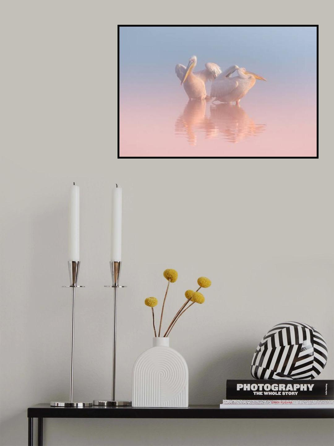 Two Pelicans Poster och Canvastavla