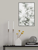 Eucalyptus_001 Poster och Canvastavla