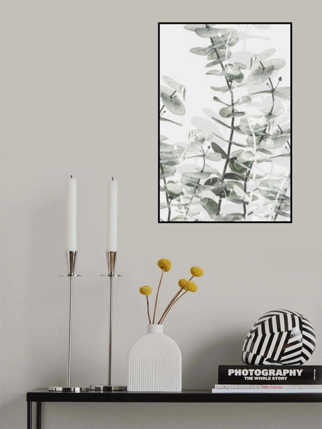 Eucalyptus_001 Poster och Canvastavla