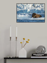 Svalbard .. Mr Walrus on ice throne.. Poster och Canvastavla