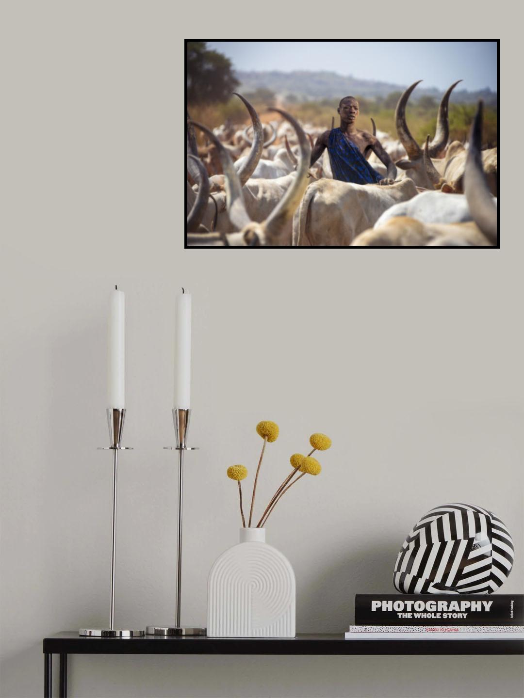 Mundari's male cow Poster och Canvastavla