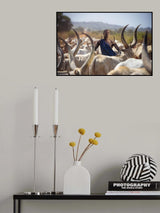 Mundari's male cow Poster och Canvastavla