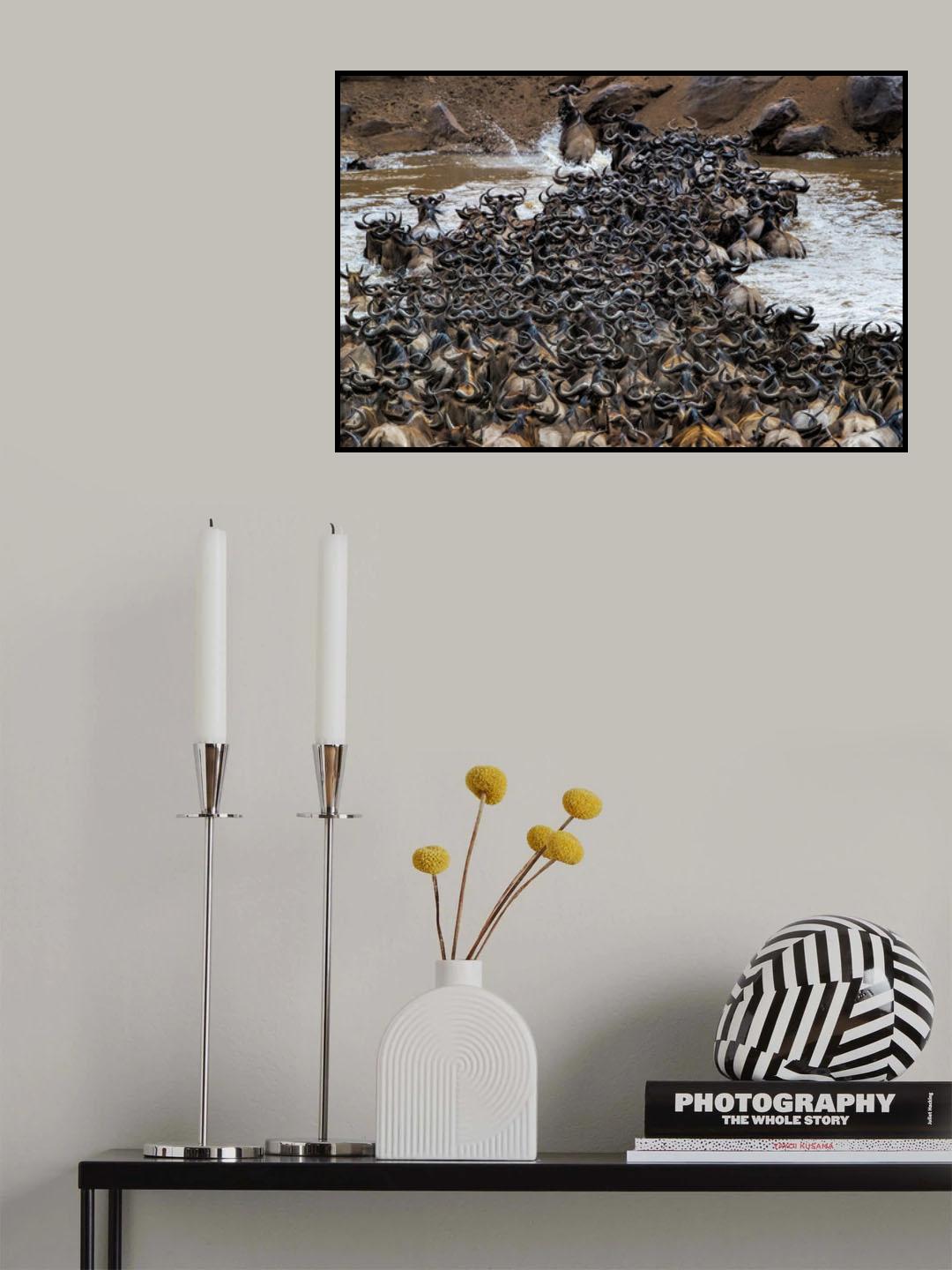 Wildebeests Crossing River Poster och Canvastavla