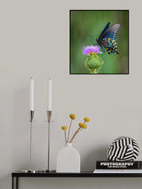 Pipevine swallowtail Poster och Canvastavla