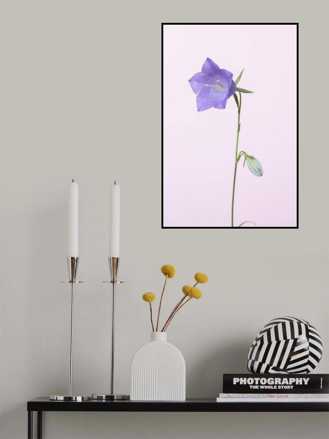 Bluebell_pink background Poster och Canvastavla