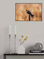 Peeking Poster och Canvastavla