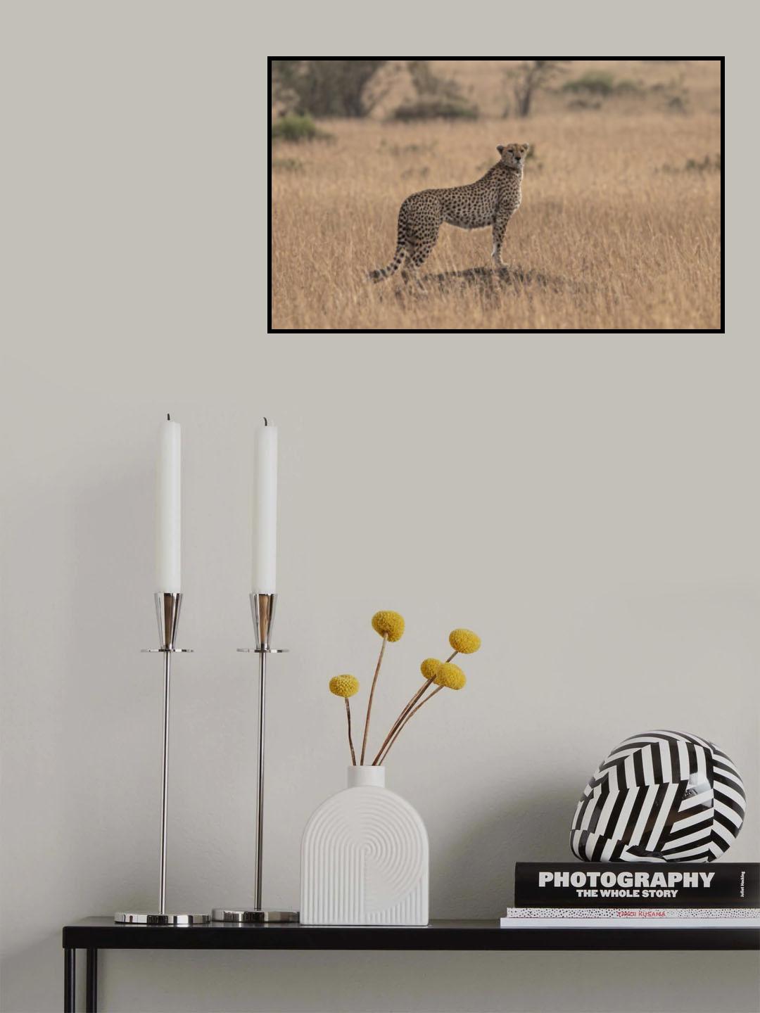 Cheetah Poster och Canvastavla