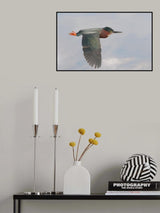 Little Green Heron Poster och Canvastavla