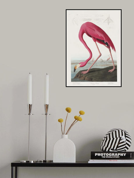 Pink Flamingo From Birds of America (1827) Poster och Canvastavla