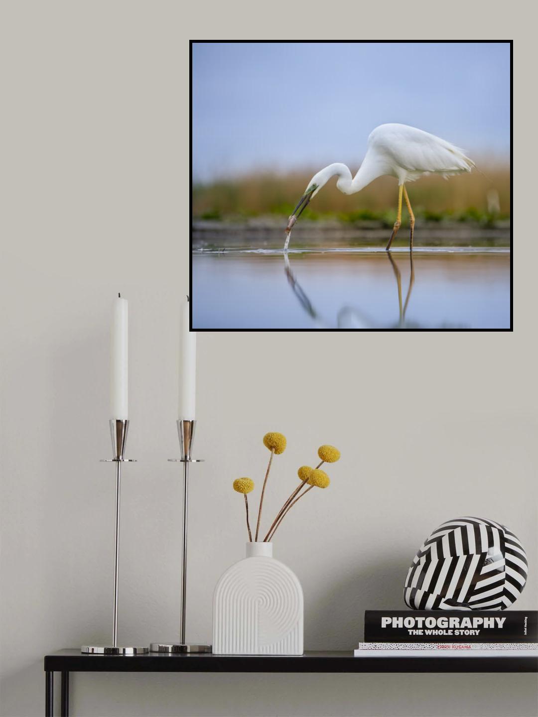 Great egret Poster och Canvastavla