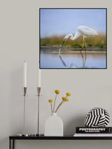 Great egret Poster och Canvastavla