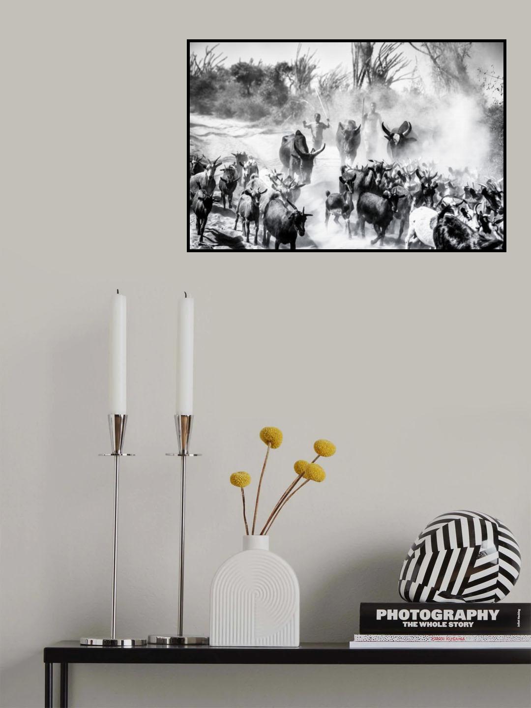 Zebù realm Poster och Canvastavla