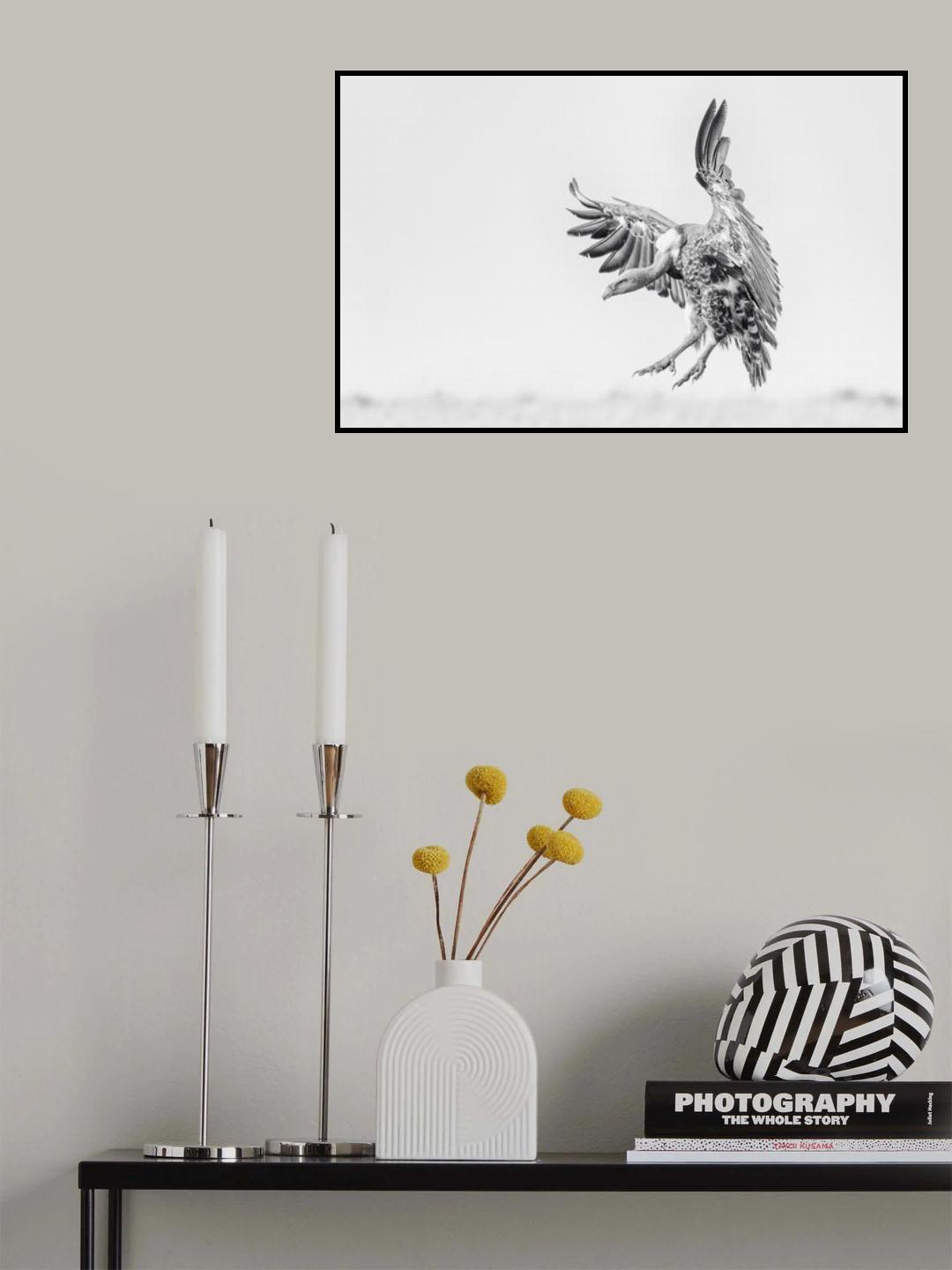 Bald Eagle Poster och Canvastavla