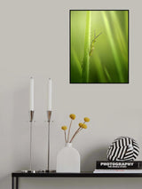 The Smiling Grasshopper Poster och Canvastavla