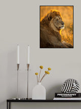 Lionking Poster och Canvastavla