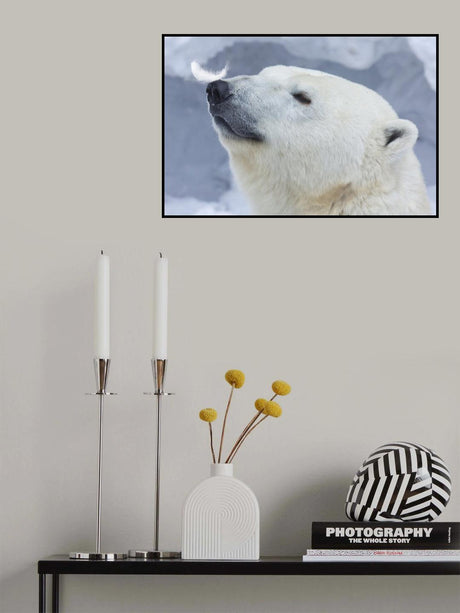 Polar bear portrait Poster och Canvastavla