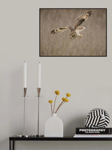 Short-eared Owl Poster och Canvastavla