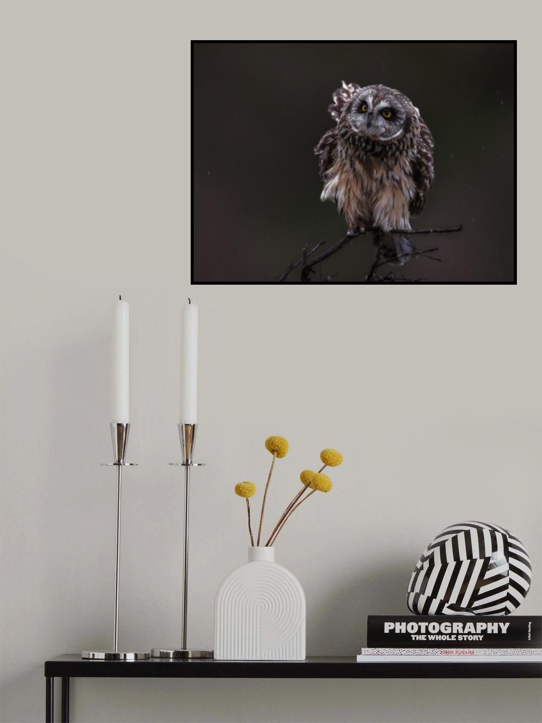 short-eared owl Poster och Canvastavla