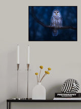 Barred Owl Poster och Canvastavla