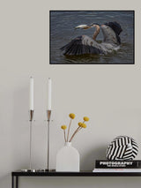 Heron caught a fish Poster och Canvastavla