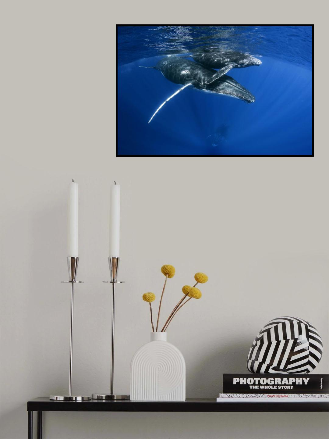 Humpback Whales Poster och Canvastavla