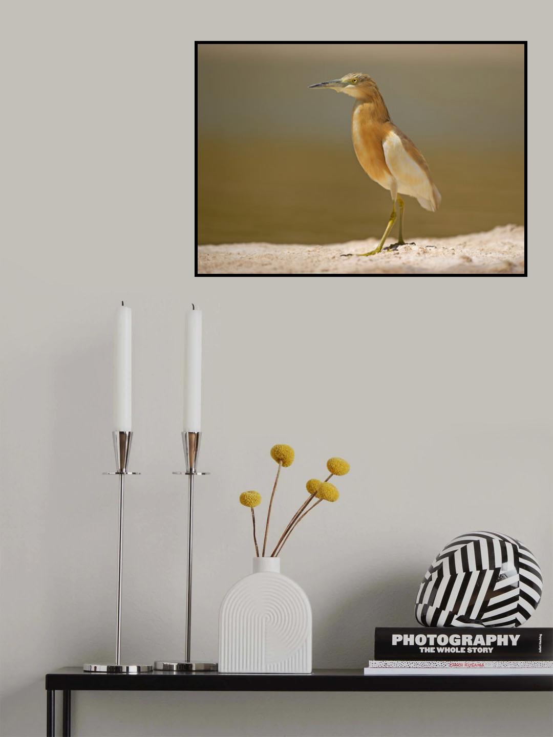 Squacco Heron Poster och Canvastavla