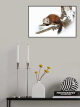 Pine Marten - Algonquin Park Poster och Canvastavla