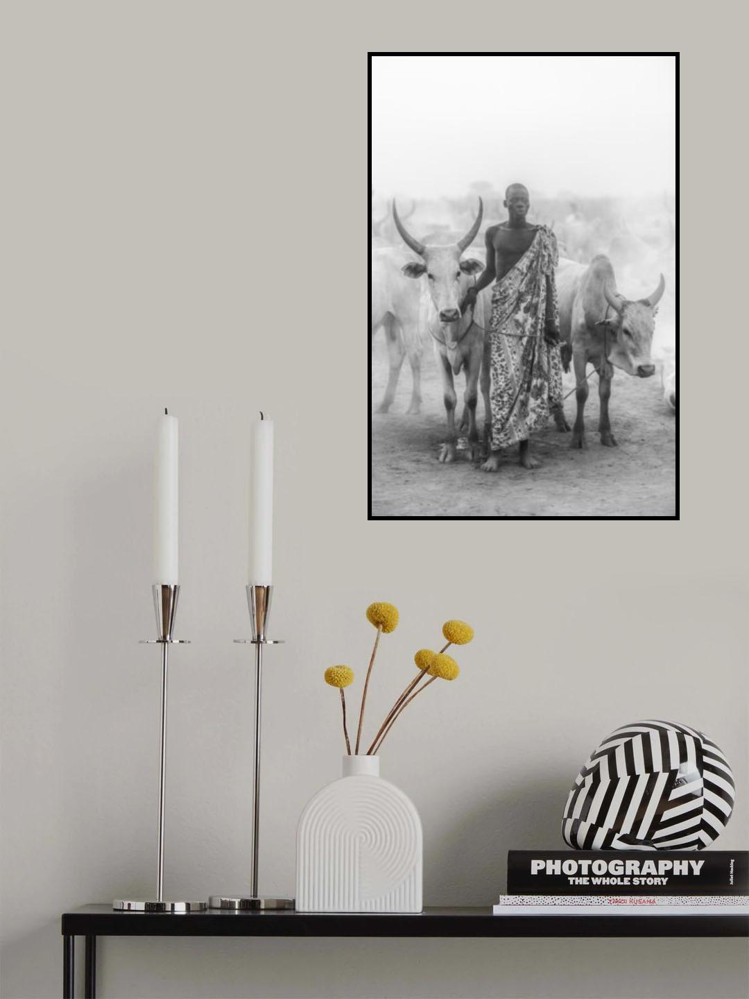 Mundari cattle herder Poster och Canvastavla