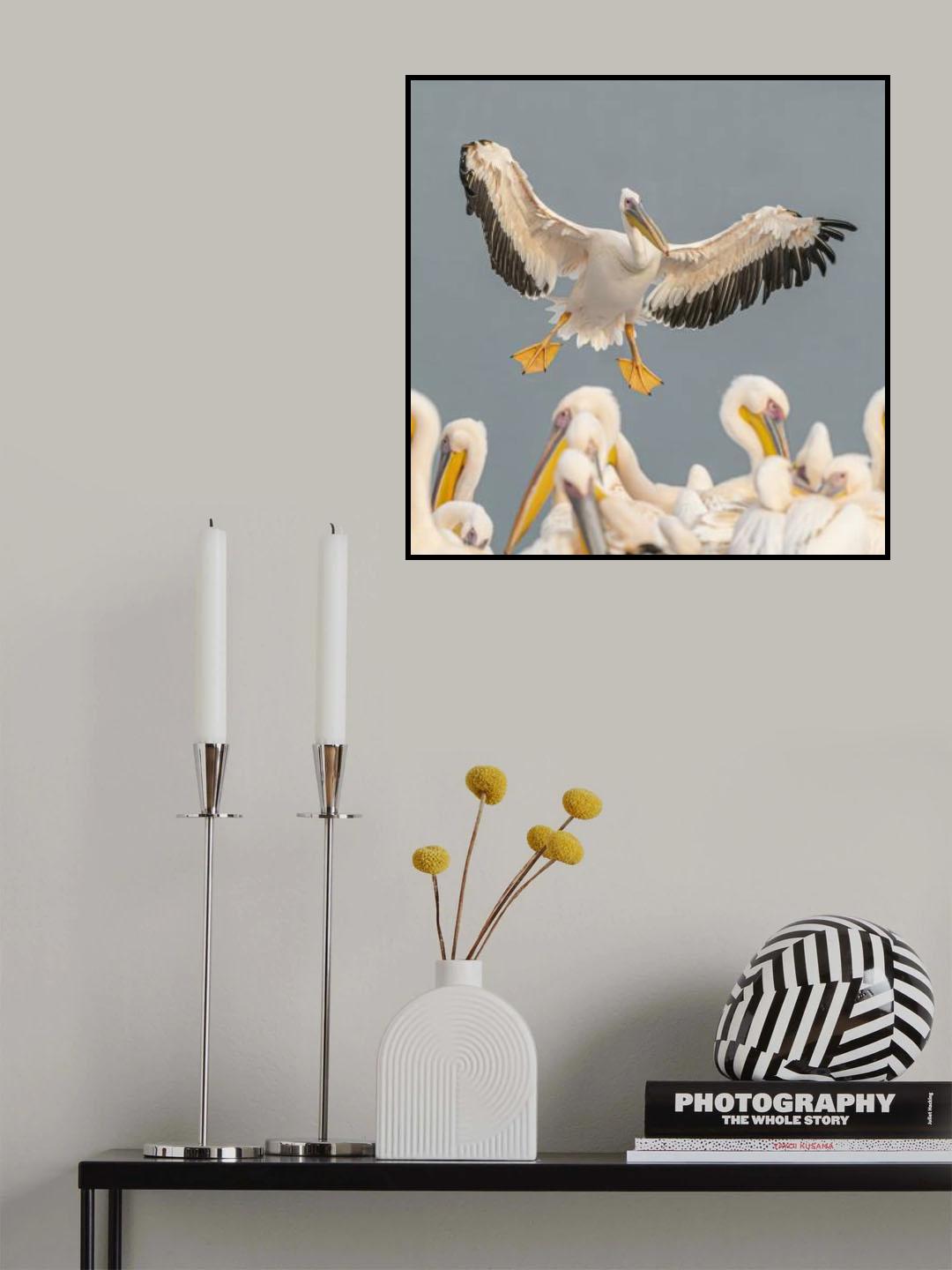 Pelicans Poster och Canvastavla