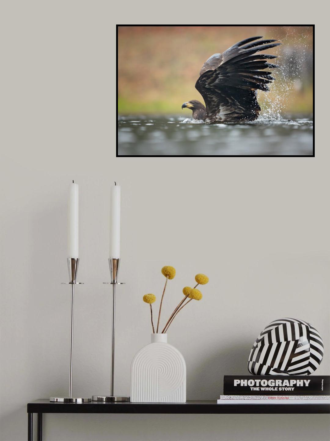 White-tailed eagle Poster och Canvastavla
