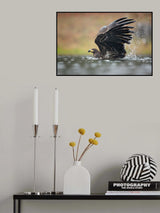 White-tailed eagle Poster och Canvastavla