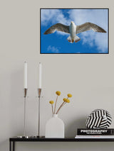 flying seagull Poster och Canvastavla