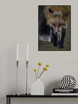 Fox Playing With Mouse - II Poster och Canvastavla