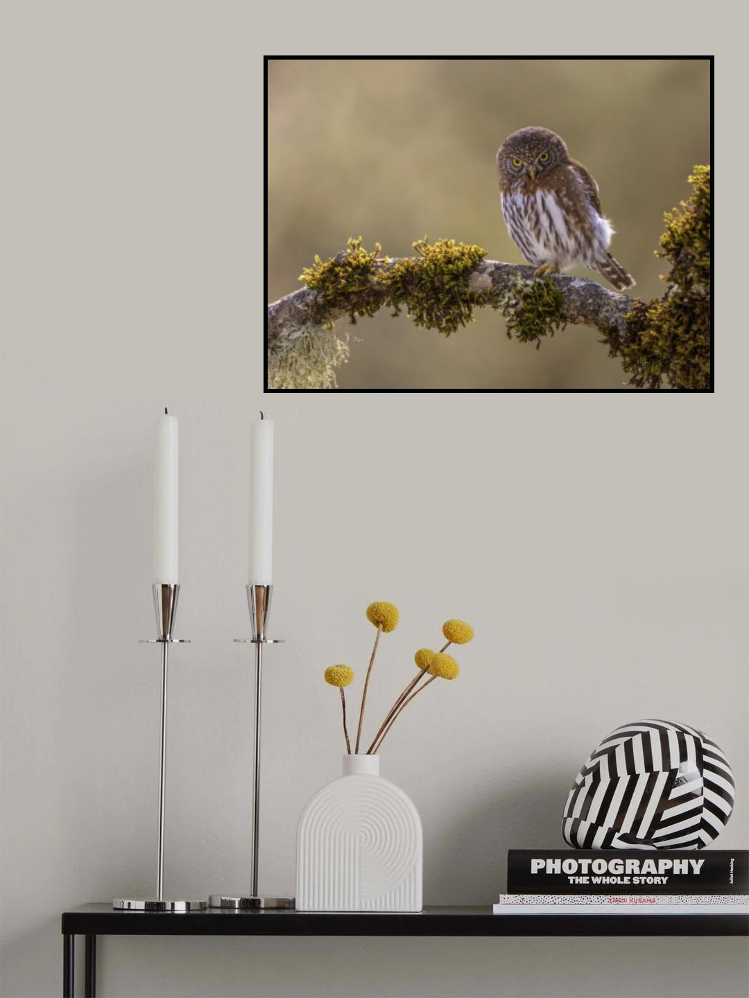 Northern Pygmy Owl Poster och Canvastavla