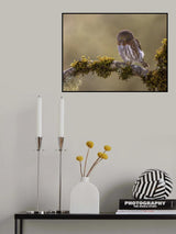 Northern Pygmy Owl Poster och Canvastavla