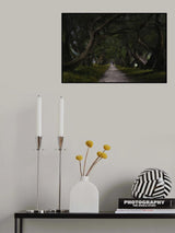 Los olivos walk Poster och Canvastavla