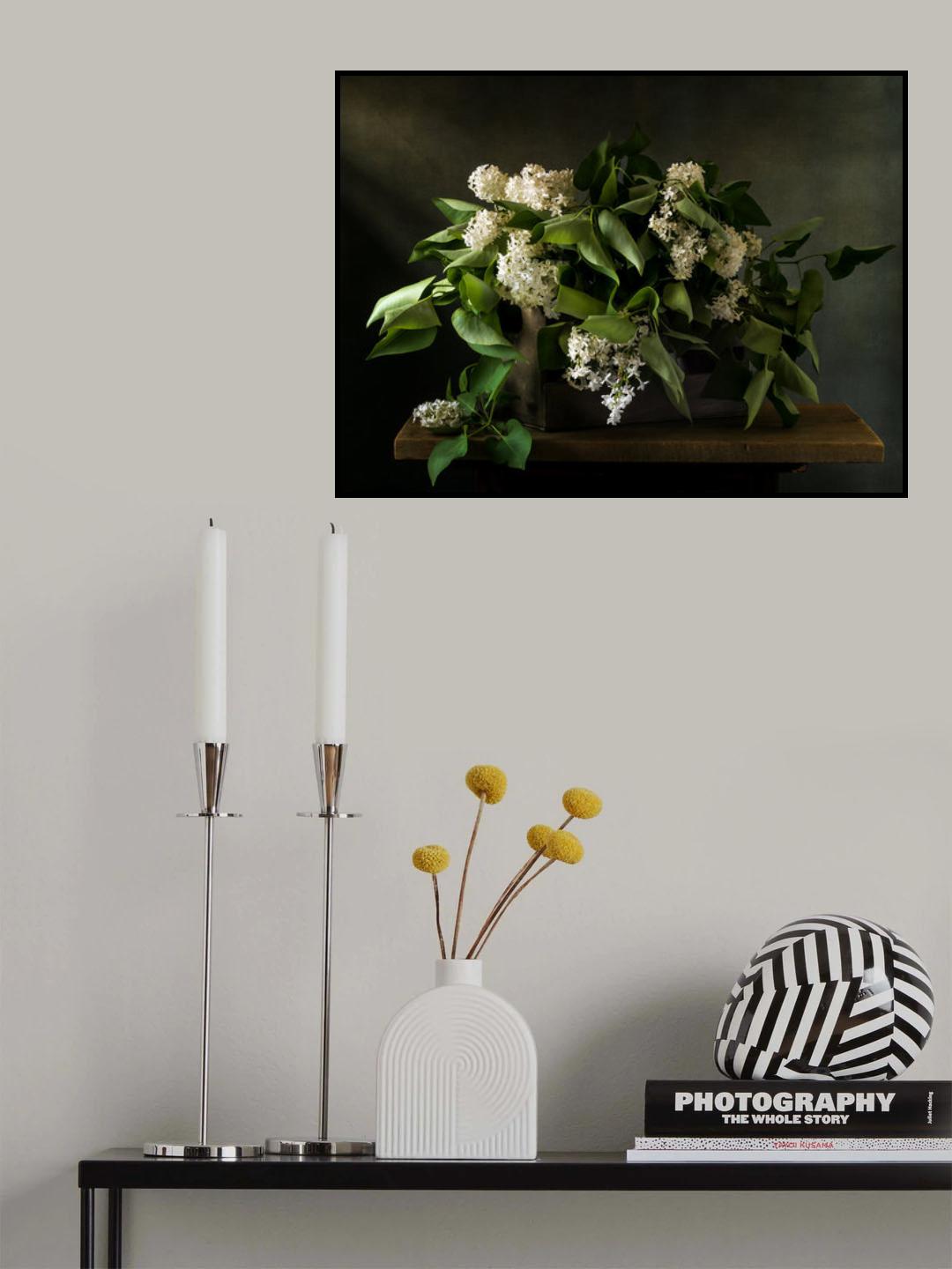 White lilac Poster och Canvastavla